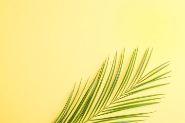 Sarı bir arka plan üzerinde palmiye dalı. Metin için özgür yer. Yat, alanı Kopyala