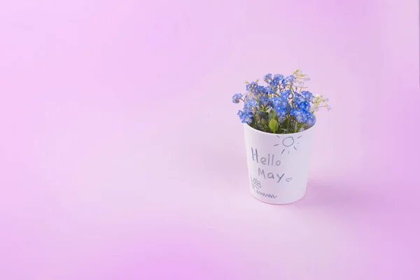 Μπλε ανοιξιάτικα λουλούδια σε ένα λευκό γυαλί. Ροζ φόντο. Θέση για το κείμενο. Χώρο αντίγραφο — Φωτογραφία Αρχείου