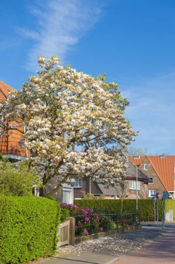 Avrupa'nın sokakta çiçekli ağaçlar. Güzel bahar. Mavi gökyüzü. Seyahatler.