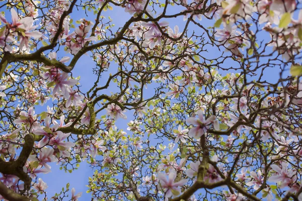 Fleurs de Magnolia et ciel bleu. Flore. Beau printemps — Photo