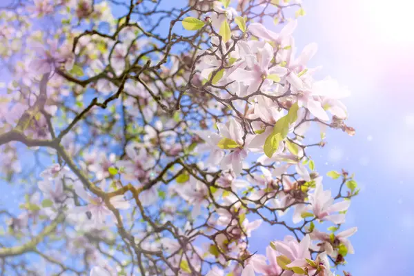 Fleurs de Magnolia et ciel bleu. Flore. Beau printemps. Place pour le texte — Photo