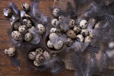 birçok aynı bıldırcın yumurtası. tavuk tüyleri. Fotoğraf bir rustik tarzda. Yumurta Paskalya için. Metin için boş alan.