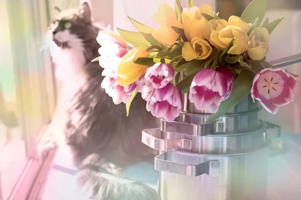 Un bouquet de tulipes printanières dans une casserole et un chat moelleux, la lumière du soleil et des couleurs vives. Cadeau. Espace de copie . — Photo