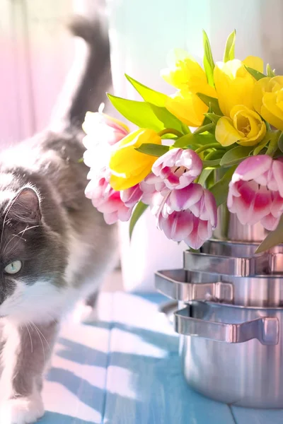 Um buquê de tulipas de primavera em uma panela e um gato fofo, luz solar e cores brilhantes. Um presente. Espaço de cópia — Fotografia de Stock