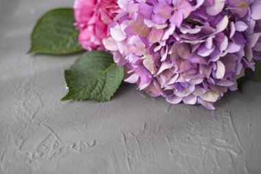 Ortanca çiçek, gri bir arka plan üzerinde pembe, boş alan metin için. Kartı, kopya alanı