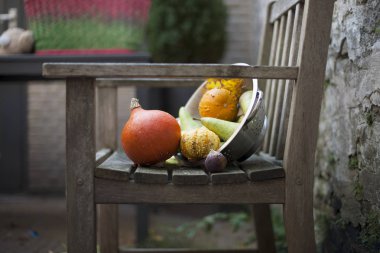 hasat sonbahar squash ve kavun, bahçede. kopya spase