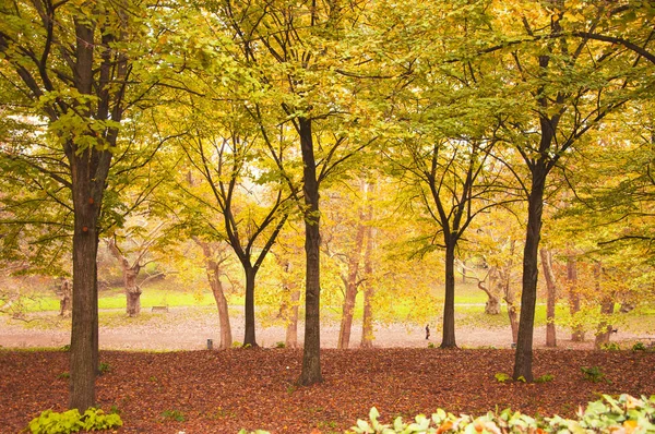 Jesienna aleja parku, spacery w przyrodzie. — Zdjęcie stockowe