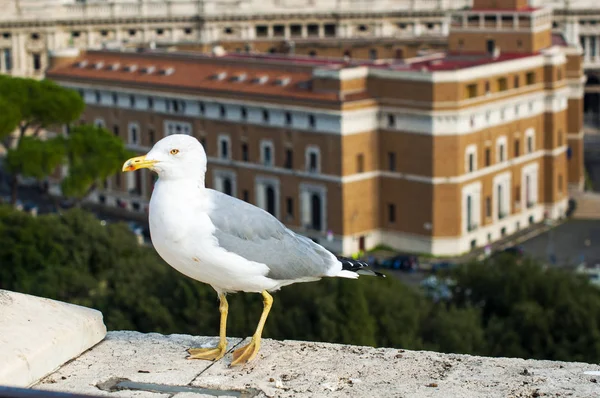 Vista Sul Vaticano Autunno Roma Città Vecchia Strade Della Città — Foto Stock