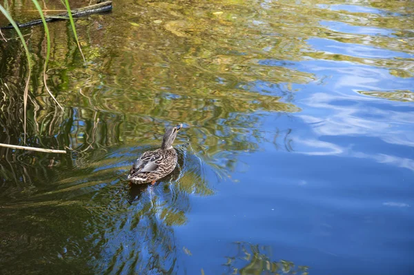 Park ve göl kuşlar sonbaharda. Güzel doğa.