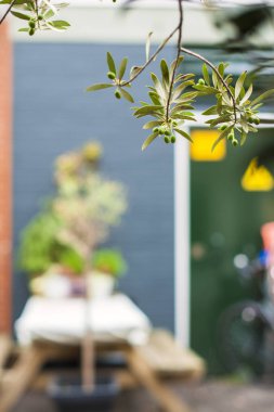 çerçeve içinde Caddesi, kafe ve ağaç dal. Arka plan bulanık. Metin için yer. Kopya alanı
