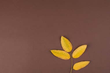 Şube sarı sonbahar ile kahverengi bir arka plan üzerinde bırakır. Üstten görünüm. Metin için özgür yer. Kartpostal minimalizm tarzı. Kopya alanı.