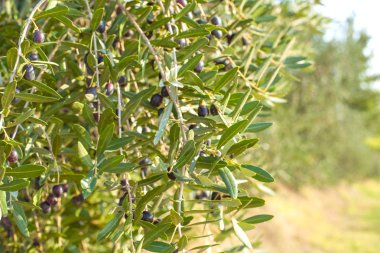 Ağaçlar zeytin, yeşil yaprakları ve güneş ışığı ile. Tarım İtalya