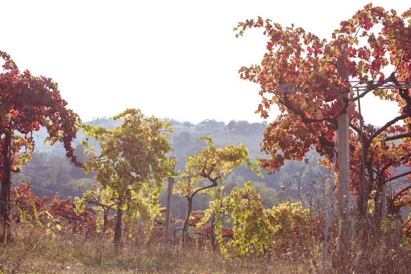 Vigneti Autunno Toscana Viaggia Italia Cielo Campi Winorada — Foto Stock