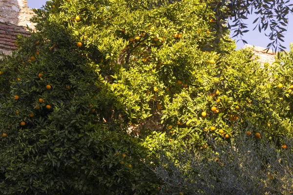 Ogród z mandarynkami i zamkiem. Błękitne niebo i dach — Zdjęcie stockowe