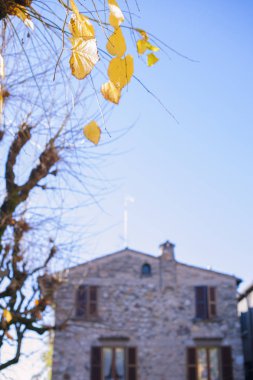 Mavi gökyüzünde ağaçlar ve sarı yapraklar. Metin için boş alan.