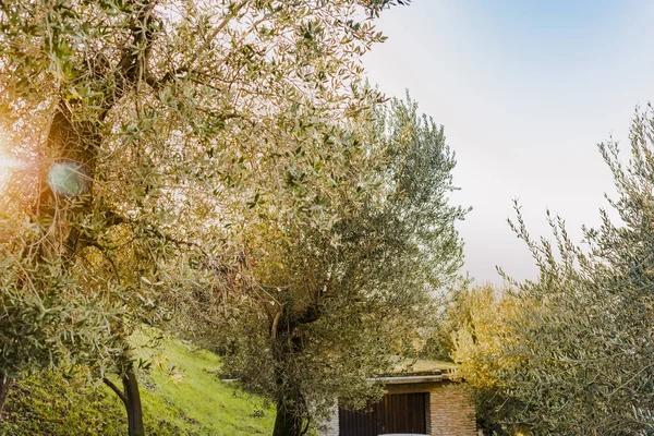 Oliveiras no jardim e céu azul. Árvores em Itália. Spa grátis — Fotografia de Stock