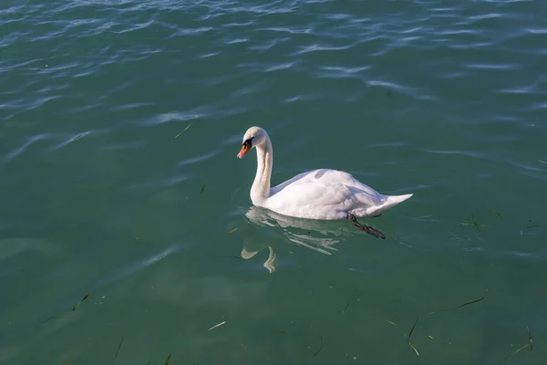 Cisne blanco en el lago. Espacio libre para texto . — Foto de Stock