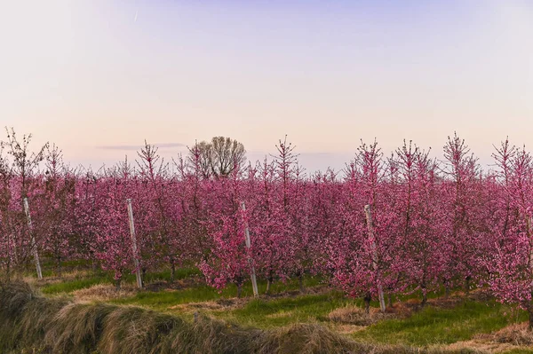 Des arbres en fleurs et le ciel. Jardin au coucher du soleil. La nature au printemps . — Photo