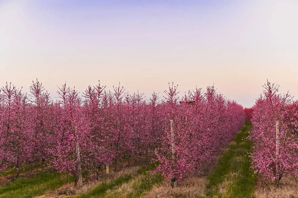 Des arbres en fleurs et le ciel. Jardin au coucher du soleil. La nature au printemps . — Photo