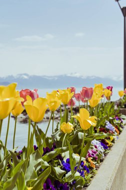 Lozan 'daki rıhtımda bir çiçek tarhında laleler. Mavi gökyüzü