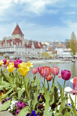 Lozan 'daki rıhtımda bir çiçek tarhında laleler. Mavi gökyüzü