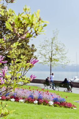 Lozan 'daki rıhtımda bir çiçek tarhında laleler. Mavi gökyüzü