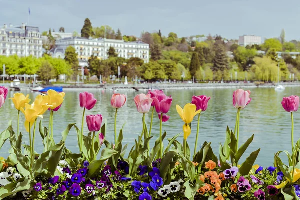 Tulipány v květinovém záhonu na nábřeží v Lausanne. Modrá obloha — Stock fotografie