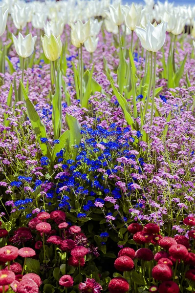 ローザンヌのウォーターフロントにある花壇のチューリップ。青い空... — ストック写真