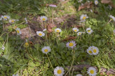 Yeşil çayır ve güneş ışığı. Çimenli arka plan. Boş alan için