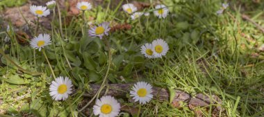 Yeşil çayır ve güneş ışığı. Çimenli arka plan. Boş alan için