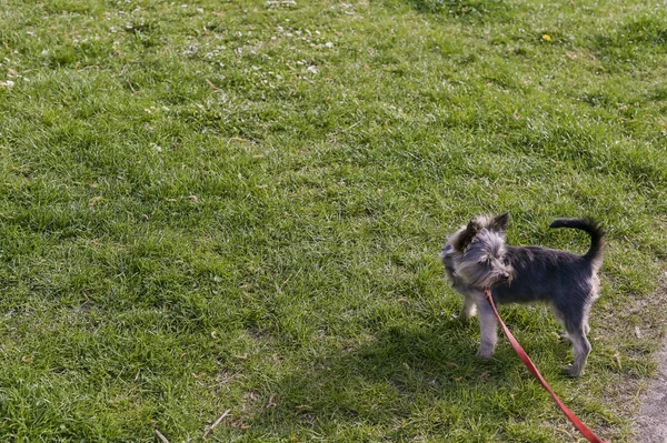 Yorkshire terrier caminha no parque. Cão pequeno com uma trela vermelha — Fotografia de Stock