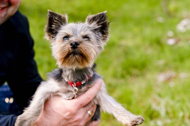 Yorkshire terrier parkta yürüyor. Kırmızı tasmalı küçük köpek