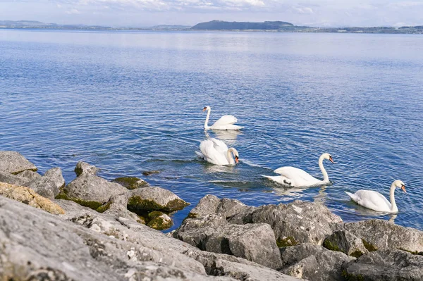 A tó partján fehér hattyúk úszik. Tó Svájcban — Stock Fotó