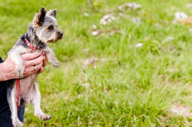 Yorkshire terrier parkta yürüyor. Kırmızı tasmalı küçük köpek