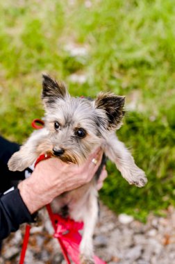 Yorkshire terrier parkta yürüyor. Kırmızı tasmalı küçük köpek