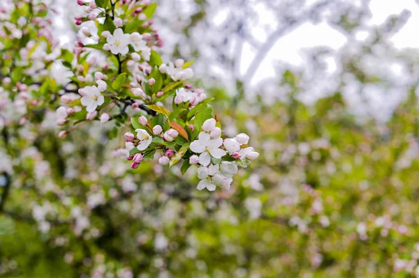 Floraison d'arbres dans le parc au printemps. Belle nature et bloo — Photo