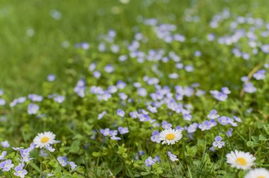 Pansies sulu yeşil çim. Par bir bahar çayır üzerinde Çiçekler