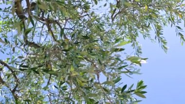 Zeytin ağaçları ve mavi gökyüzü. güneşli gün