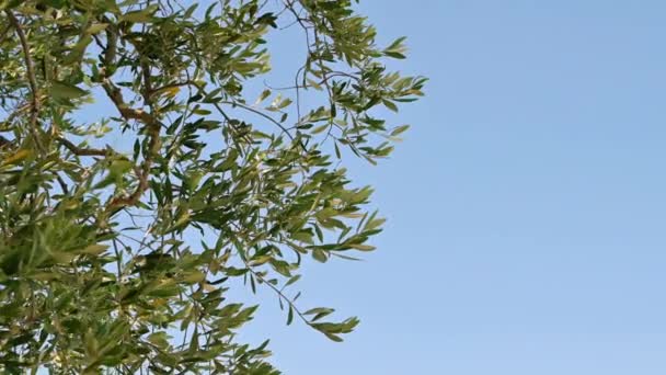 Drzew Oliwnych Błękitne Niebo Słoneczny Dzień — Wideo stockowe