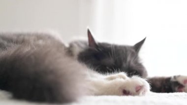 Küçük kedi yavrusu yatakta yıkanıyor. Sibirya ırkının kedisi.