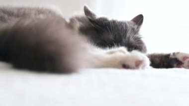 Küçük kedi yavrusu ve yetişkin kedi. Sibirya ırkının kedisi.