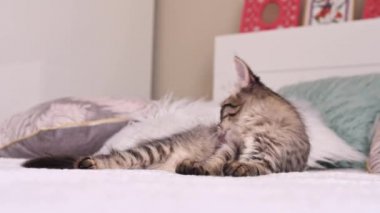 Küçük kedi yavrusu yatakta yıkanıyor. Sibirya ırkının kedisi.