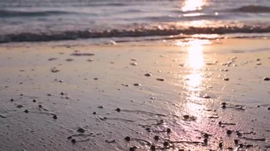 Deniz kıyısında şafak ve kumda deniz kabukları. Güneşin sabah ışınları. Çerçevede seçici odaklama.