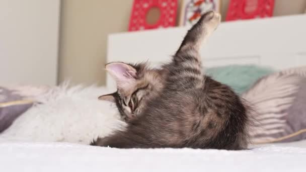 Gatito Está Lavando Cama Gatito Raza Siberiana — Vídeos de Stock