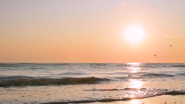 Seashells Sand Beach Sunlight Sea Waves Shore Skyline Selective Focus — Stock Video
