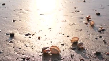 Sahildeki kumda deniz kabukları. Kıyıda deniz dalgalarında güneş ışığı.