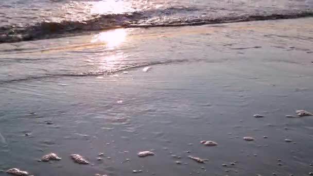 沙滩上的贝壳 阳光在海浪中飘向海岸 地平线 帧中的选择性对焦 — 图库视频影像