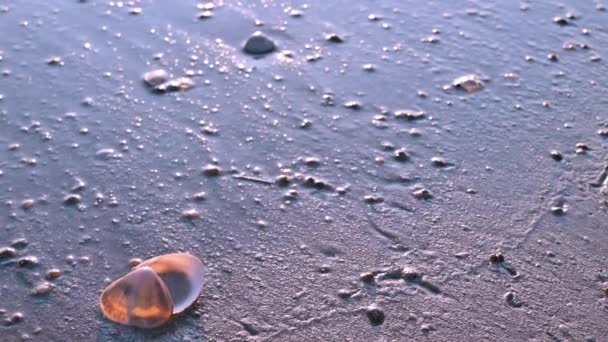 Seashells Areia Praia Luz Solar Nas Ondas Mar Costa — Vídeo de Stock