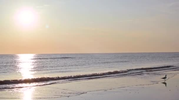 Amanecer Orilla Del Mar Luz Del Sol Horizonte Los Rayos — Vídeo de stock