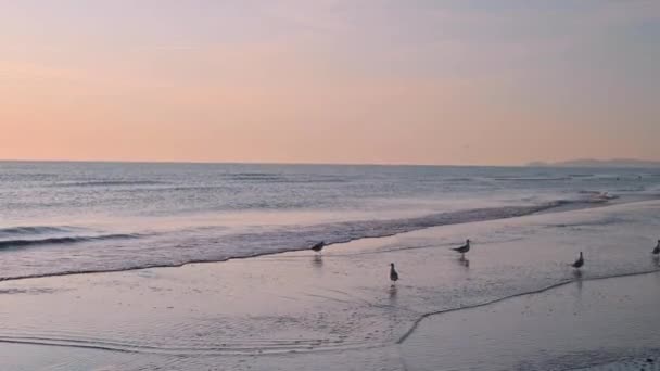 Dawn Seashore Birds Walk Promenade Sunlight Skyline Morning Rays Sun — Stock Video